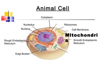 Figure 7-5 Plant and Animal Cells
    Section 7-2               Animal Cell
                               Cytoplasm

                  Nucleolus                  Ribosomes
              Nucleus                             Cell Membrane

                                              Mitochondri
Rough Endoplasmic                             a Smooth Endoplasmic
                                                 Reticulum
Reticulum



        Golgi Bodies
 