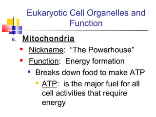 Eukaryotic Cell Organelles and
                 Function
6.    Mitochondria
      Nickname: “The Powerhouse”

      Function: Energy formation

        Breaks down food to make ATP

          ATP: is the major fuel for all

           cell activities that require
           energy
 