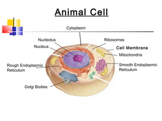 Animal Cell
                           Cytoplasm

               Nucleolus               Ribosomes
            Nucleus                         Cell Membrane
                                             Mitochondria

Rough Endoplasmic                            Smooth Endoplasmic
Reticulum                                    Reticulum



        Golgi Bodies
 