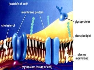 Plasma
      Membrane




Fluid Mosaic Model of Plasma Membrane
 