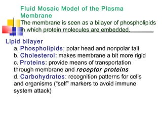 Fluid Mosaic Model of the Plasma
     Membrane
     The membrane is seen as a bilayer of phospholipids
     in which protein molecules are embedded.
Lipid bilayer
   a. Phospholipids : polar head and nonpolar tail
   b. Cholesterol: makes membrane a bit more rigid
   c. Proteins: provide means of transportation
   through membrane and receptor proteins
   d. Carbohydrates: recognition patterns for cells
   and organisms (“self” markers to avoid immune
   system attack)
 