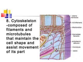 8. Cytoskeleton
-composed of
filaments and
microtubules
that maintain the
cell shape and
assist movement
of its part
 