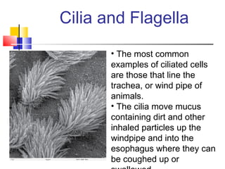 Cilia and Flagella
       • The most common
       examples of ciliated cells
       are those that line the
       trachea, or wind pipe of
       animals.
       • The cilia move mucus
       containing dirt and other
       inhaled particles up the
       windpipe and into the
       esophagus where they can
       be coughed up or
 
