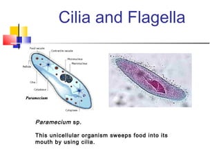 Cilia and Flagella




Paramecium sp.

This unicellular organism sweeps food into its
mouth by using cilia.
 