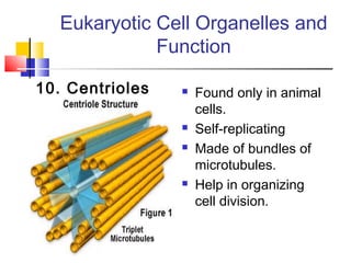 Eukaryotic Cell Organelles and
              Function

10. Centrioles      Found only in animal
                     cells.
                    Self-replicating
                    Made of bundles of
                     microtubules.
                    Help in organizing
                     cell division.
 