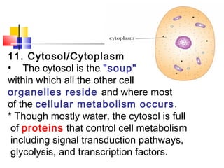 11. Cytosol/Cytoplasm
• The cytosol is the "soup"
within which all the other cell
organelles reside and where most
of the cellular metabolism occurs .
* Though mostly water, the cytosol is full
 of proteins that control cell metabolism
 including signal transduction pathways,
 glycolysis, and transcription factors.
 