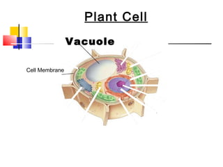 Plant Cell
                            Figure 7-5 Plant and Animal Cells
           Section 7-2



                            Vacuole

            Cell Membrane




Go to
Section:
 