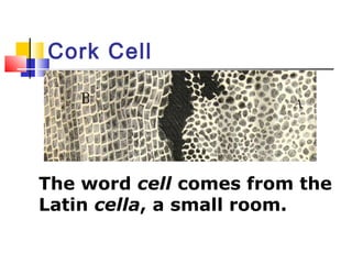 Cork Cell




The word cell comes from the
Latin cella, a small room.
 