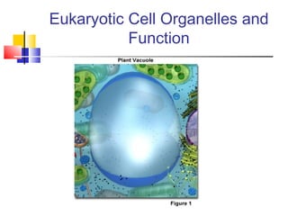 Eukaryotic Cell Organelles and
           Function
 