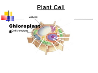 Plant Cell
                          Figure 7-5 Plant and Animal Cells
           Section 7-2


                         Vacuole



           Chloroplast
           sCell Membrane




Go to
Section:
 