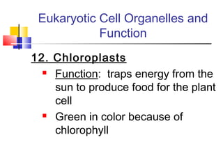 Eukaryotic Cell Organelles and
            Function
12. Chloroplasts
   Function: traps energy from the

    sun to produce food for the plant
    cell
   Green in color because of

    chlorophyll
 