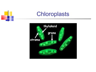 Chloroplasts
 