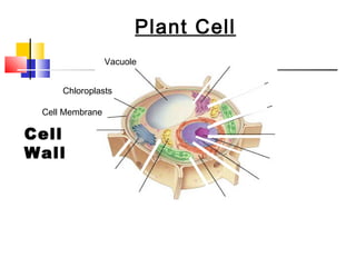 Plant Cell
                             Figure 7-5 Plant and Animal Cells
           Section 7-2


                            Vacuole


                  Chloroplasts

            Cell Membrane

     Cell
     Wall




Go to
Section:
 