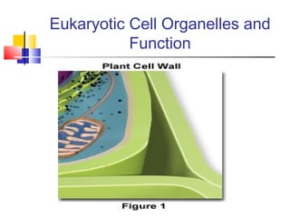 Eukaryotic Cell Organelles and
           Function
 