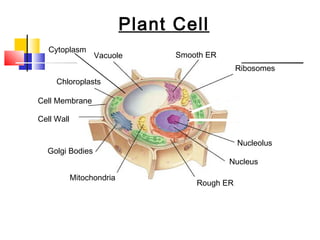 Plant Cell
   Cytoplasm
                  Vacuole        Smooth ER
                                                Ribosomes
     Chloroplasts

Cell Membrane

Cell Wall


                                                Nucleolus
  Golgi Bodies
                                             Nucleus

            Mitochondria
                                     Rough ER
 