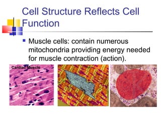 Cell Structure Reflects Cell
Function
   Muscle cells: contain numerous
    mitochondria providing energy needed
    for muscle contraction (action).
 