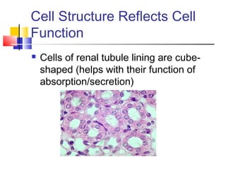 Cell Structure Reflects Cell
Function
   Cells of renal tubule lining are cube-
    shaped (helps with their function of
    absorption/secretion)
 