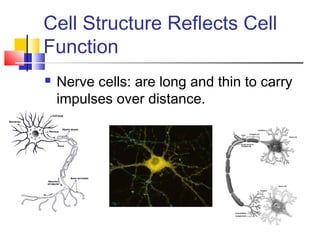 Cell Structure Reflects Cell
Function
   Nerve cells: are long and thin to carry
    impulses over distance.
 
