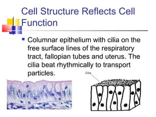 Cell Structure Reflects Cell
Function
   Columnar epithelium with cilia on the
    free surface lines of the respiratory
    tract, fallopian tubes and uterus. The
    cilia beat rhythmically to transport
    particles.
 