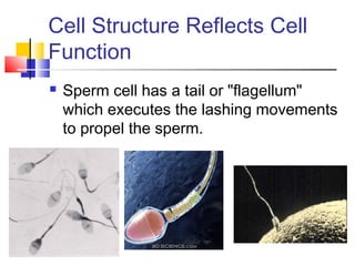 Cell Structure Reflects Cell
Function
   Sperm cell has a tail or "flagellum"
    which executes the lashing movements
    to propel the sperm.
 