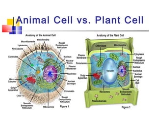 Animal Cell vs. Plant Cell
 