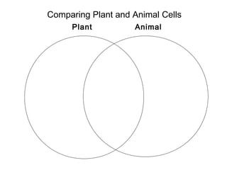 Comparing Plant and Animal Cells
     Plant          Animal
 