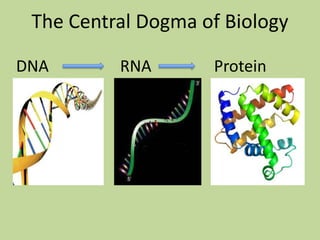 The Central Dogma of Biology
DNA RNA Protein
 
