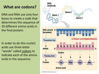 The central dogma | PPTX