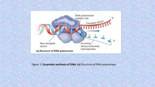 Figure 5. Enzymatic synthesis of DNA. (a) Structure of DNA polymerase.
 