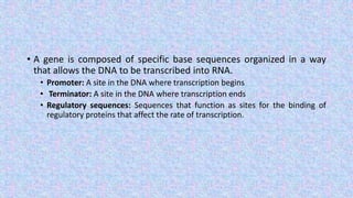 • A gene is composed of specific base sequences organized in a way
that allows the DNA to be transcribed into RNA.
• Promoter: A site in the DNA where transcription begins
• Terminator: A site in the DNA where transcription ends
• Regulatory sequences: Sequences that function as sites for the binding of
regulatory proteins that affect the rate of transcription.
 