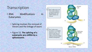 Transcription
• RNA Modifications in
Eukaryotes
• Splicing involves the removal of
introns and the linkage of exons
• Figure 12. The splicing of a
eukaryotic pre-mRNA by a
spliceosome.
 