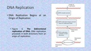 DNA Replication
• DNA Replication Begins at an
Origin of Replication
• Figure 3. The bidirectional
replication of DNA. DNA replication
proceeds in both directions from an
origin of replication.
 