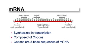 The Central Dogma: An Introduction | PPTX