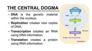 The Central Dogma: An Introduction