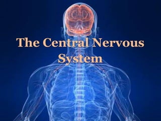 The Central Nervous
System
 