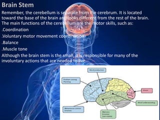 The central nervous system | PPTX
