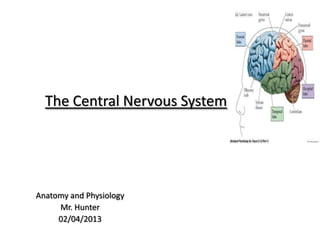 The Central Nervous System




Anatomy and Physiology
     Mr. Hunter
     02/04/2013
 