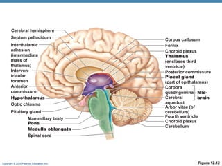 The+Central+Nervous+System+10[1].ppt CNS SYSTEM | PPT