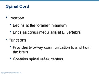 The+Central+Nervous+System+10[1].ppt CNS SYSTEM | PPT