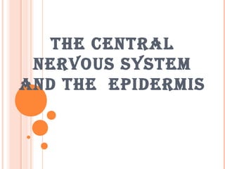 THE CENTRAL
NERVOUS SYSTEM
AND THE EPIDERMIS
 