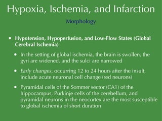 Hypoxia, Ischemia, and Infarction Hypotension, Hypoperfusion, and Low-Flow States (Global Cerebral Ischemia) In the setting of global ischemia, the brain is swollen, the gyri are widened, and the sulci are narrowed Early changes , occurring 12 to 24 hours after the insult, include acute neuronal cell change (red neurons) Pyramidal cells of the Sommer sector (CA1) of the hippocampus, Purkinje cells of the cerebellum, and pyramidal neurons in the neocortex are the most susceptible to global ischemia of short duration Morphology 