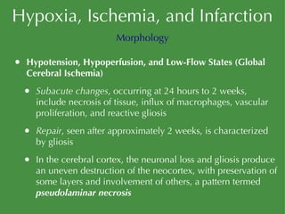 Hypoxia, Ischemia, and Infarction Hypotension, Hypoperfusion, and Low-Flow States (Global Cerebral Ischemia) Subacute changes , occurring at 24 hours to 2 weeks, include necrosis of tissue, influx of macrophages, vascular proliferation, and reactive gliosis Repair , seen after approximately 2 weeks, is characterized by gliosis In the cerebral cortex, the neuronal loss and gliosis produce an uneven destruction of the neocortex, with preservation of some layers and involvement of others, a pattern termed  pseudolaminar necrosis Morphology 