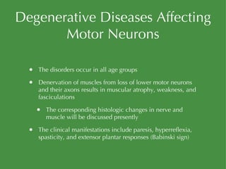 Degenerative Diseases Affecting Motor Neurons The disorders occur in all age groups Denervation of muscles from loss of lower motor neurons and their axons results in muscular atrophy, weakness, and fasciculations The corresponding histologic changes in nerve and muscle will be discussed presently The clinical manifestations include paresis, hyperreflexia, spasticity, and extensor plantar responses (Babinski sign) 