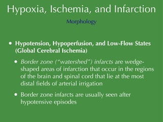 Hypoxia, Ischemia, and Infarction Hypotension, Hypoperfusion, and Low-Flow States (Global Cerebral Ischemia) Border zone (“watershed”) infarcts  are wedge-shaped areas of infarction that occur in the regions of the brain and spinal cord that lie at the most distal fields of arterial irrigation Border zone infarcts are usually seen after hypotensive episodes Morphology 