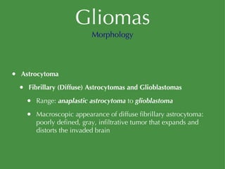 Gliomas Astrocytoma Fibrillary (Diffuse) Astrocytomas and Glioblastomas Range:  anaplastic astrocytoma  to  glioblastoma Macroscopic appearance of diffuse fibrillary astrocytoma: poorly defined, gray, infiltrative tumor that expands and distorts the invaded brain Morphology 