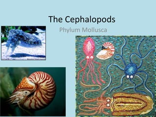 The Cephalopods
  Phylum Mollusca
 