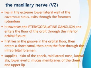 the maxillary nerve (V2)
• lies in the extreme lower lateral wall of the
cavernous sinus, exits through the foramen
rotundum
• it traverses the PTERYGOPALATINE GANGLION and
enters the floor of the orbit through the inferior
orbital fissure.
• first lies in the groove in the orbital floor, then
enters a short canal, then onto the face through the
infraorbital foramen.
• supplies - skin of the cheek, mid lateral nose, lateral
ala, lower eyelid, mucus membranes of the cheek
and upper lip
 