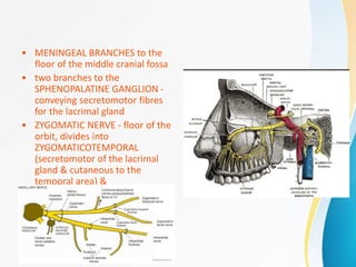 • MENINGEAL BRANCHES to the
floor of the middle cranial fossa
• two branches to the
SPHENOPALATINE GANGLION -
conveying secretomotor fibres
for the lacrimal gland
• ZYGOMATIC NERVE - floor of the
orbit, divides into
ZYGOMATICOTEMPORAL
(secretomotor of the lacrimal
gland & cutaneous to the
temporal area) &
ZYGOMATICOFACIAL (cutaneous
to the cheek, after piercing the
zygoma) nerves
 