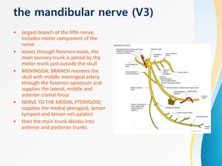 the mandibular nerve (V3)
• largest branch of the fifth nerve,
includes motor component of the
nerve
• leaves through foramen ovale, the
main sensory trunk is joined by the
motor trunk just outside the skull
• MENINGEAL BRANCH reenters the
skull with middle meningeal artery
through the foramen spinosum and
supplies the lateral, middle and
anterior cranial fossa
• NERVE TO THE MEDIAL PTERYGOID,
supplies the medial pterygoid, tensor
tympani and tensor veli palatini
• then the main trunk divides into
anterior and posterior trunks
 