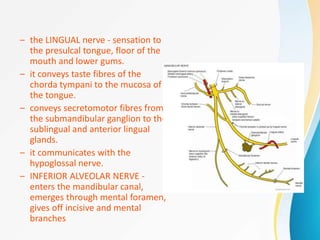 – the LINGUAL nerve - sensation to
the presulcal tongue, floor of the
mouth and lower gums.
– it conveys taste fibres of the
chorda tympani to the mucosa of
the tongue.
– conveys secretomotor fibres from
the submandibular ganglion to the
sublingual and anterior lingual
glands.
– it communicates with the
hypoglossal nerve.
– INFERIOR ALVEOLAR NERVE -
enters the mandibular canal,
emerges through mental foramen,
gives off incisive and mental
branches
 
